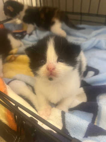 Black and white ragdoll mix kittens &pound;55