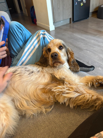 Show cocker spaniel