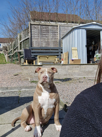 American bulldog for rehoming
