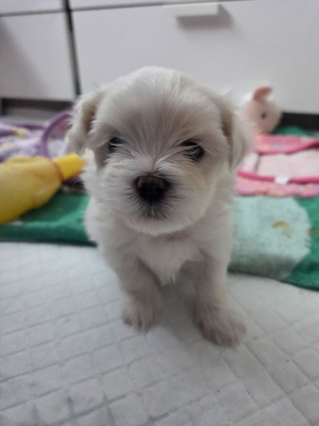 Maltese puppies