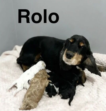 Beautiful cockapoo girls and boys available