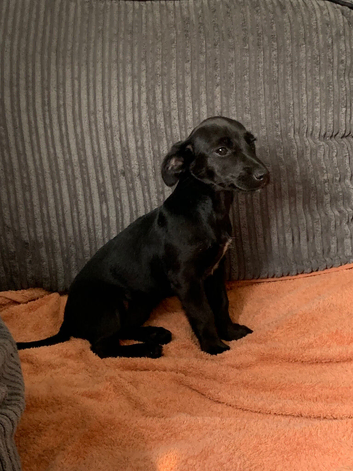 Sad sale of tiny our beautiful little jackrussel cross Yorkie