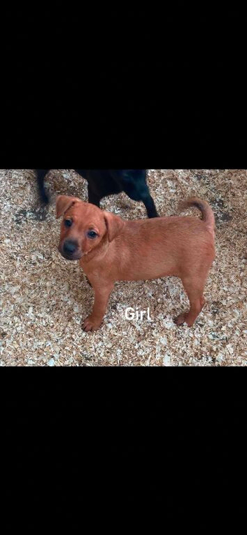 Beautiful patterdale litter