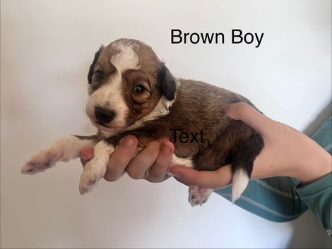 Lassie/Border Collie X Toy Poodle