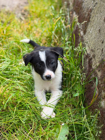 Collie pups