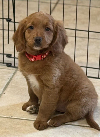 Beautiful Cockapoo x puppys