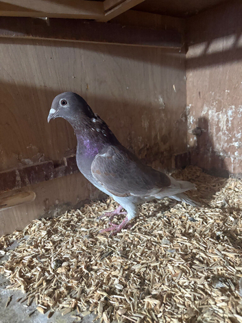 &pound;20 for 2 racing pigeons. Both reds.