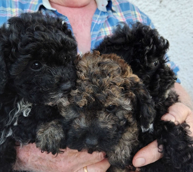 POOCHON PUPPIES IN NI - ONE ONLY REMAINING!