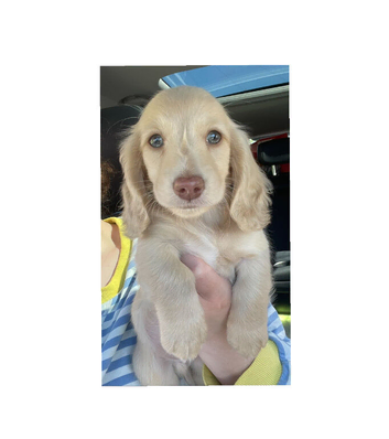 ee Cream or Red Miniature L/H Dachshunds