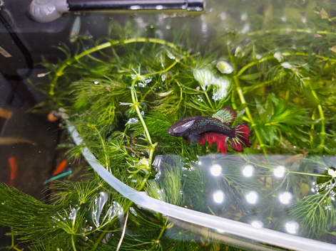 Betta femele