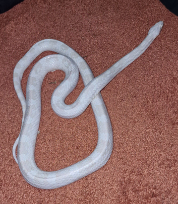 Adult corn snake