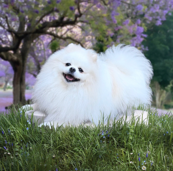 TOP quality Pomeranian ukr x korea x rusk KC