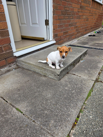 Jack Russell male