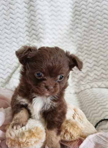 Long Haired Chihuahua Puppies