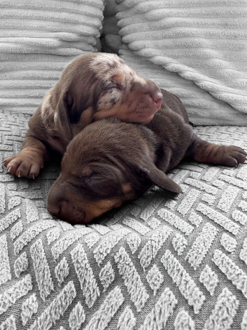 Stunning true to type miniature dachshund girls