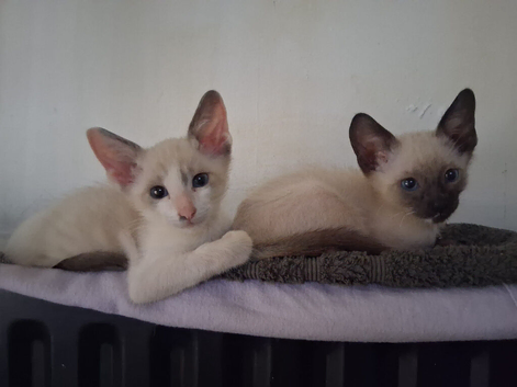 2 x Siamese kittens (male)