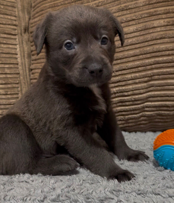 Charcoal, Blue-Eyed Staffy Cross Puppy | &pound;650