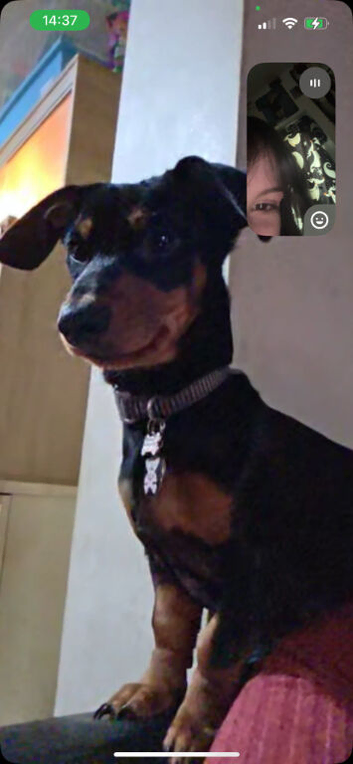 Male intact 7 months old