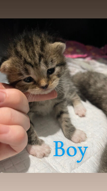 5 beautiful!! British  Shorhair x kittens