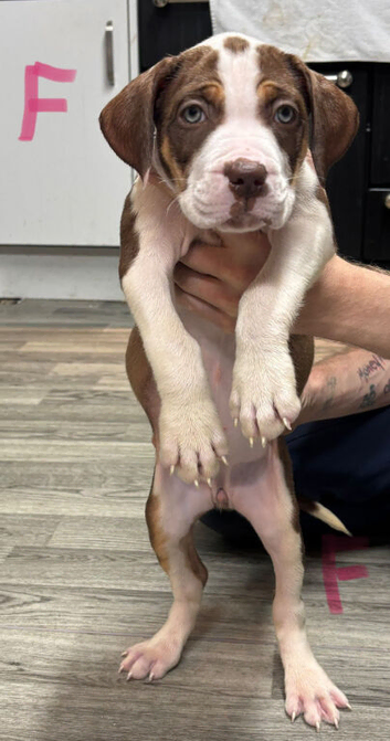 5 american bully x presa canario puppies for sale