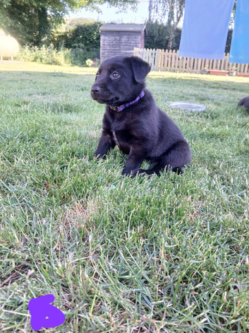 Borador puppies