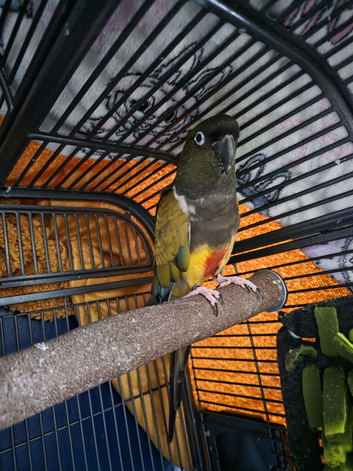 2 year old male