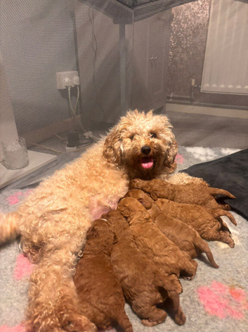 6 beautiful cavapoo puppies