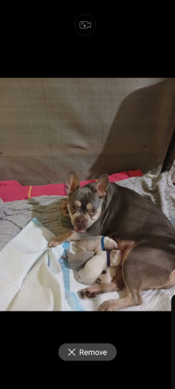 French bulldog puppies for sale