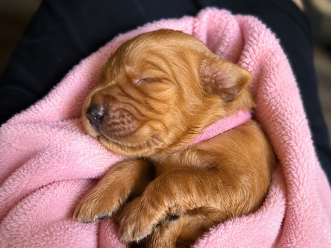Fox red golden retriever pups RKC registered