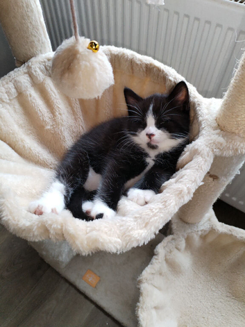 2 male kittens