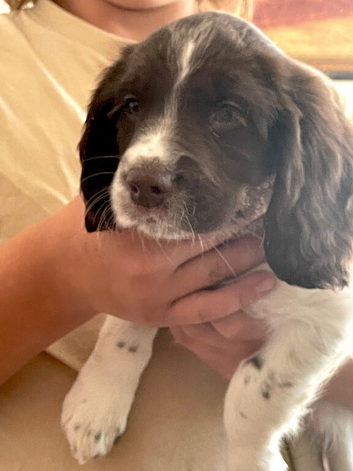 KC Reg springer spaniels