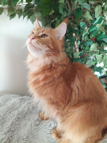 Wanted Main coon stud