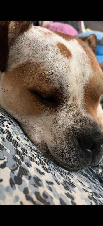 American bulldog cross one years old
