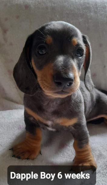 Beautiful dachshund puppies