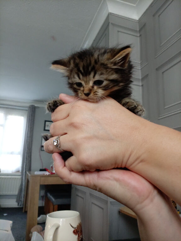Kittens