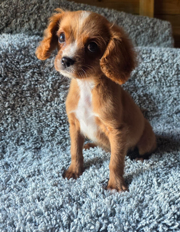 Cavapoo Puppies last boy