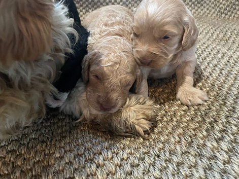 F1b cavapoo therapy dog parents