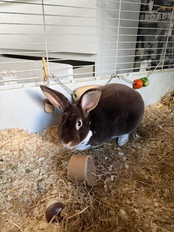Male Rex rabbit for sale