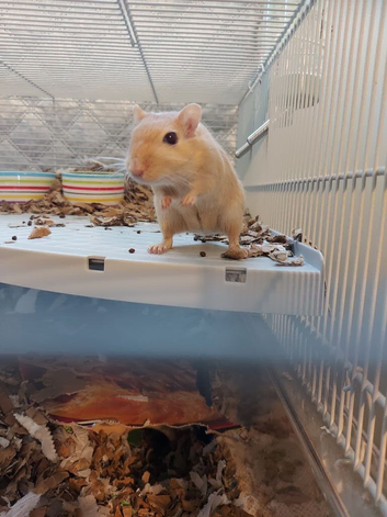 Two Female Gerbils