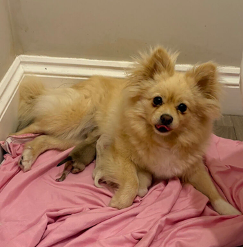 Pomeranian puppies