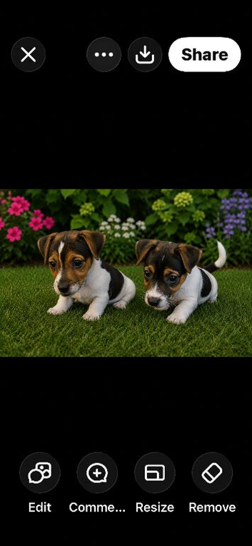Tiny jack Russell
