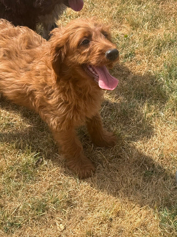 Labradoodles