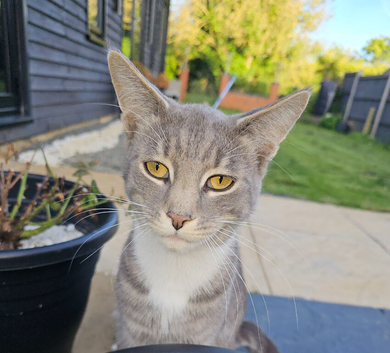 Maine coon cat