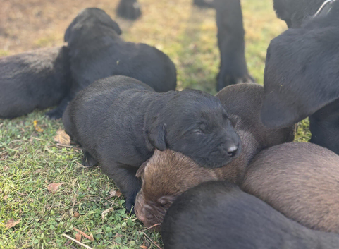 choclate, black dna healthy lab puppies 2 females and 2 males