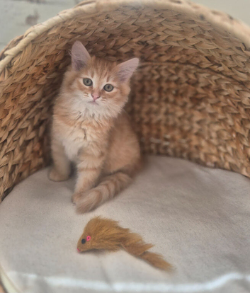 Beautiful Pure Bred Siberian Kittens - Ready Now