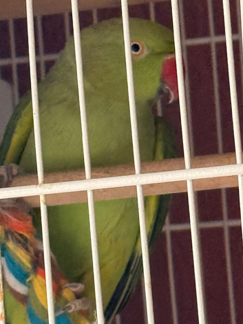 Ring neck