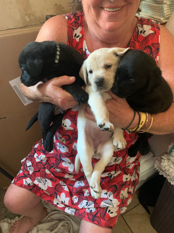Pedigree lab puppies for sale