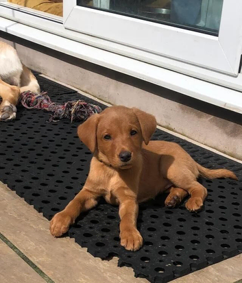 LABRADOR PUPS *EXCELLENT PEDIGREES*