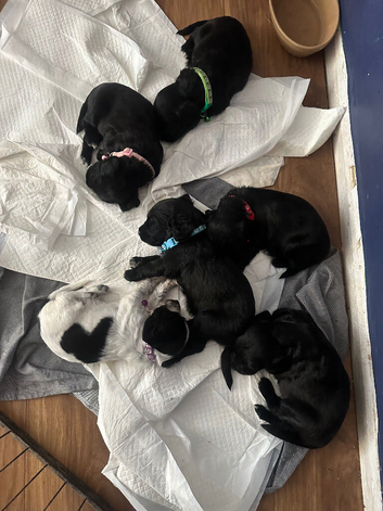 Beautiful cocker spaniel puppies