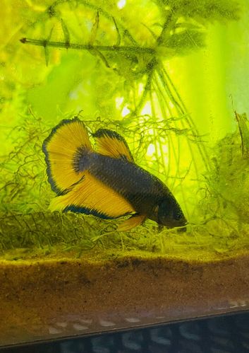Mastard Gas Betta Male
